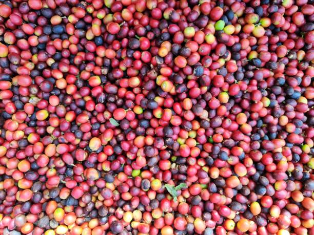 istock Coffee grains in Agaete, Gran Canaria 1476755388