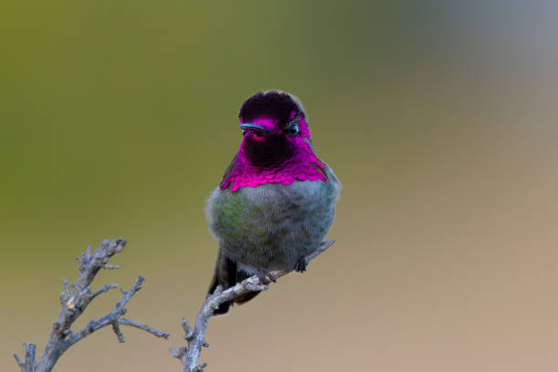 istock Anna’s hummingbird, seen perched  in North California 1476755544