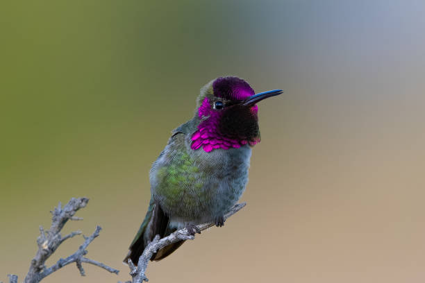 istock Anna’s hummingbird, seen perched  in North California 1476755585