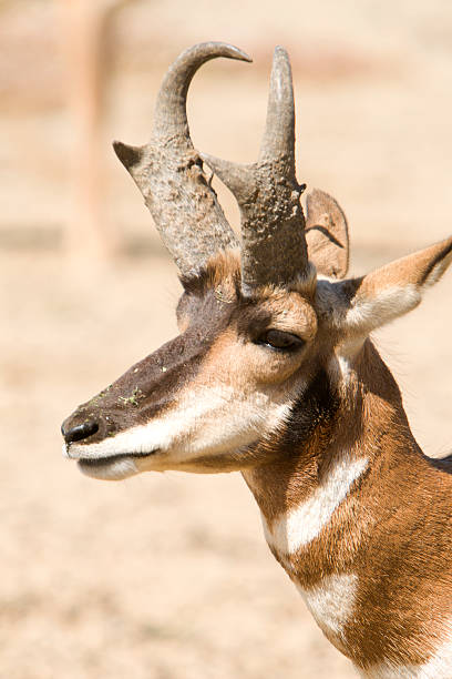 Prong Horn Antelope stock photo
