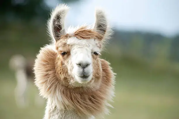 A cute llama staring in my camera.