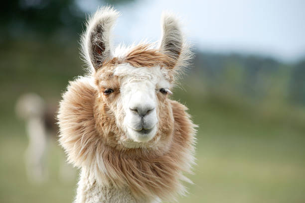 llama close-up - lama kameldjur bildbanksfoton och bilder