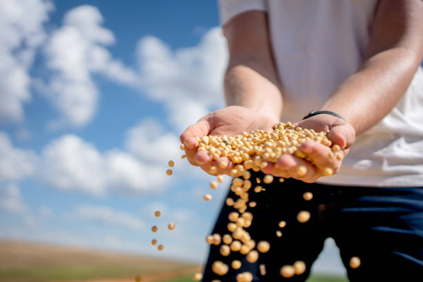 istock Farmer's hand with soy bean 1476756247