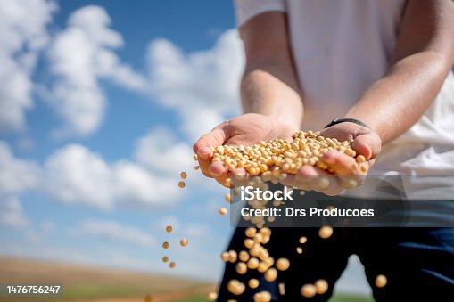 istock Farmer's hand with soy bean 1476756247