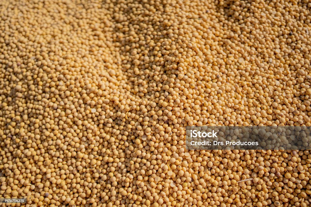 Soy beans Soybean Stock Photo