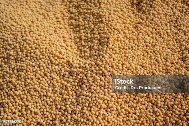 Soy Beans Stock Photo - Download Image Now - Soybean, Seed, Agriculture