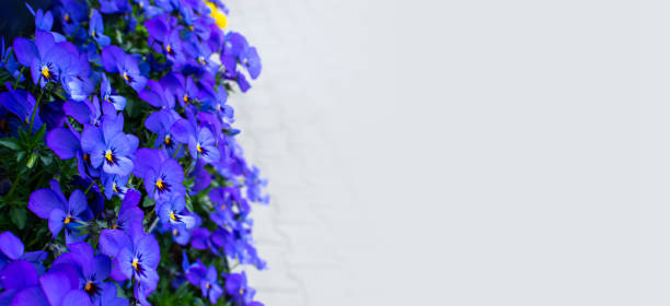 Bougainvillea on White house