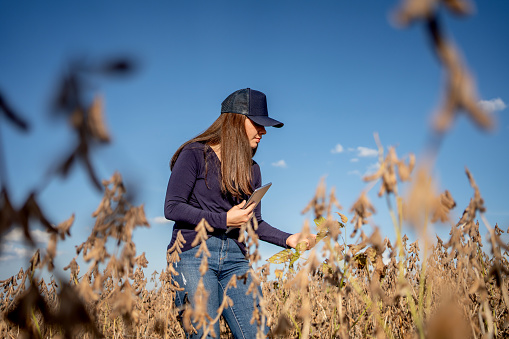 Agronomist checking soybeans