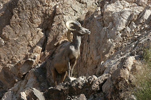macho muflão do canadá - bighorn sheep sheep desert mojave desert imagens e fotografias de stock