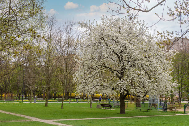 istock large flowering apple tree with white flowers 1476756957