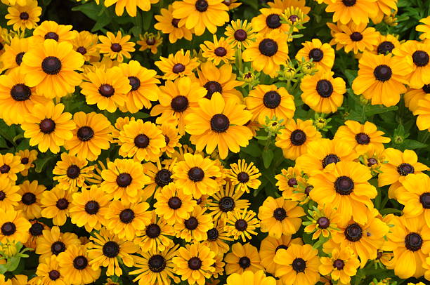Yellow flowers . stock photo