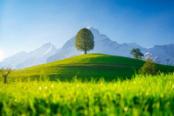 Fields and meadows. Mountain landscape. Dark sky. Natural landscape in summer time. Tree on top of the hill. Landscape before sunset.