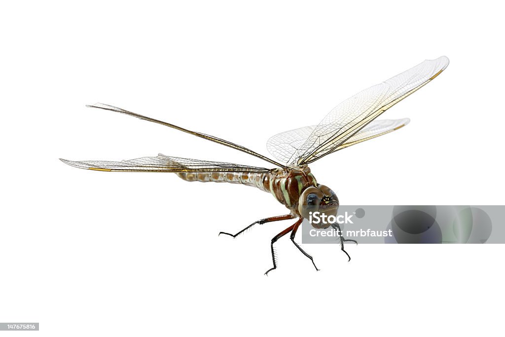 Pusta Dragonfly Zbliżenie - 2 - Zbiór zdjęć royalty-free (Białe tło)