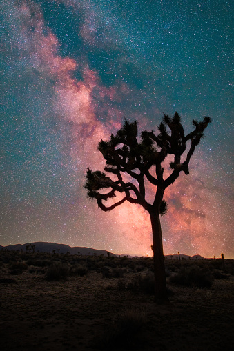 Extreme red rock formations; strange looking; desert getaway; remote outing, Joshua trees with rocks