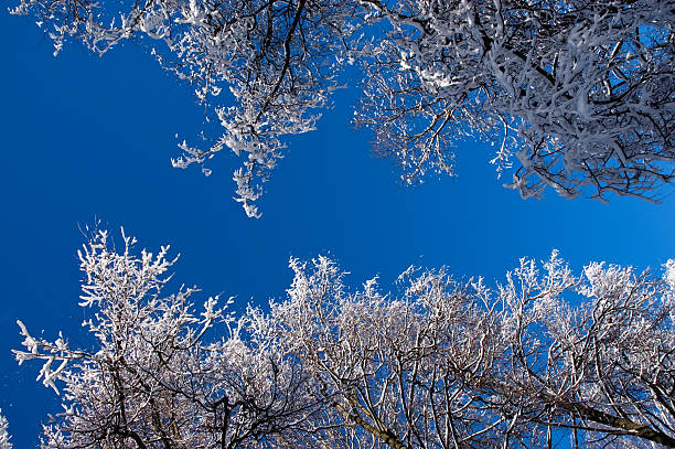 Winter forest stock photo