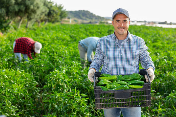 istock Gardener picking fresh bell pepper on plantation 1476761025