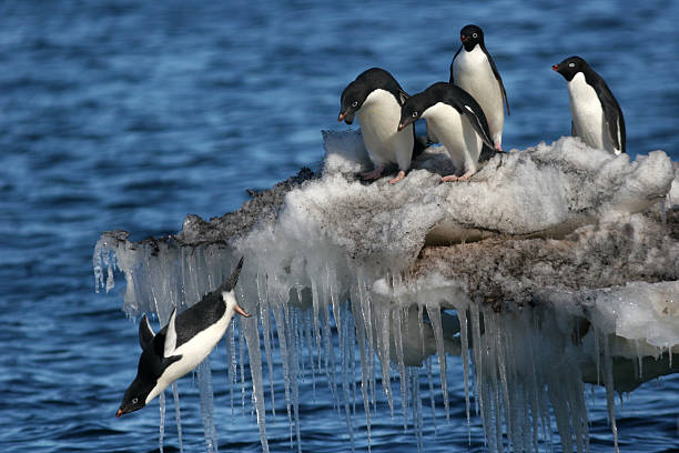 Diving Penguin A penguin dives from an icicle-laden ice shelf as four others watch. antarctic ocean photos stock pictures, royalty-free photos & images