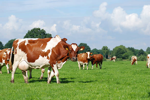 istock Herd of red Holstein mollted cows stading in a pasture. 147676119