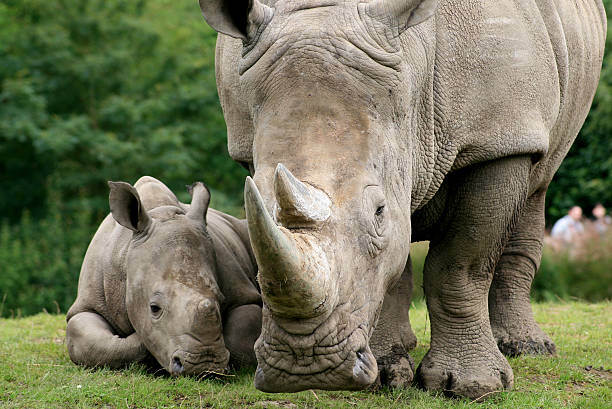 biały rhinoceros - nosorożec biały zdjęcia i obrazy z banku zdjęć