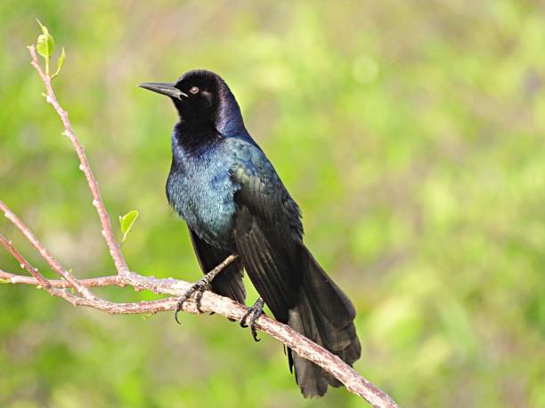 istock Boat-tailed Grackle (Quiscalus major) - male  perched on a branch 1476761265