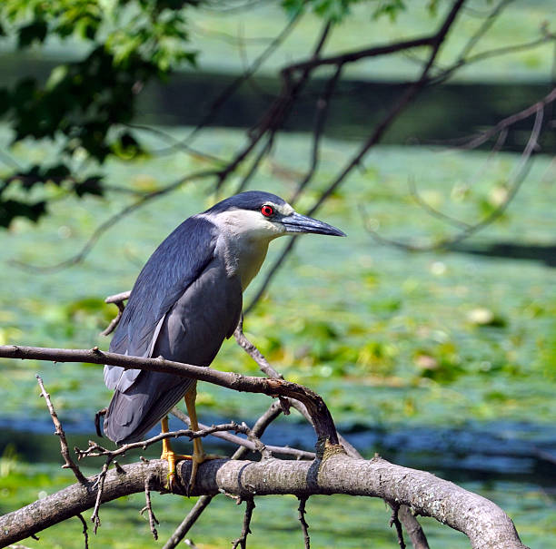 Black-crowned Night Heron on a branch stock photo