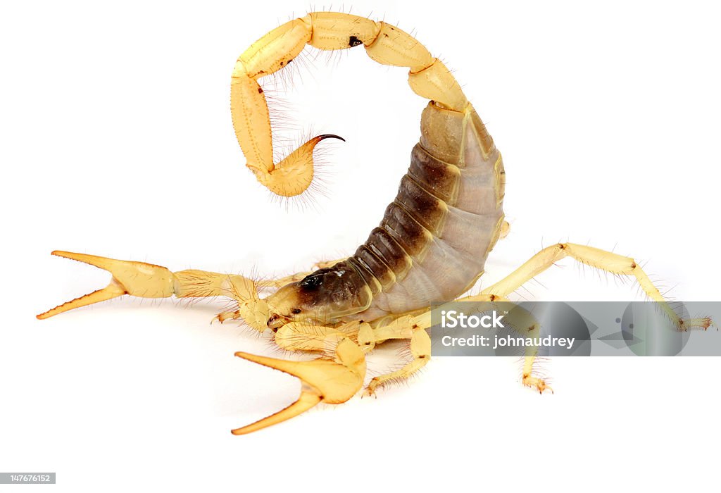 Wüste behaarte Scorpion. - Lizenzfrei Fotografie Stock-Foto