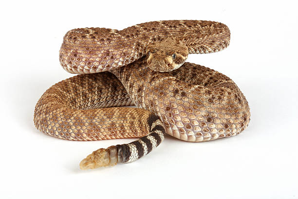 istock Western Diamondback Rattlesnake (Crotalus atrox). 147676153
