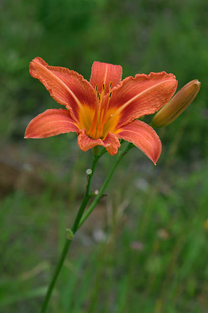 Day-lily stock photo