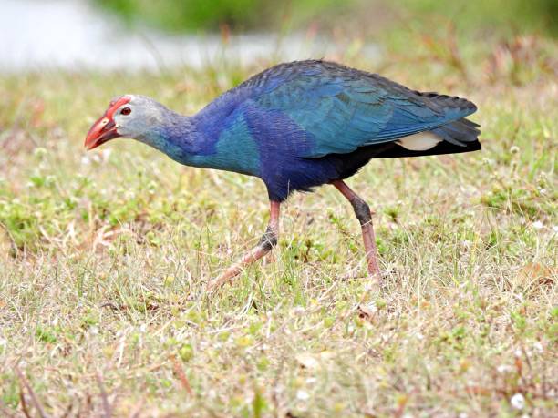istock Grey-headed Swamphen (Porphyrio poliocephalus) - walking in the wetlands 1476762555
