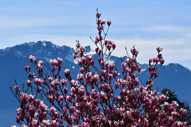 a flowering tree under a snowy mountain.