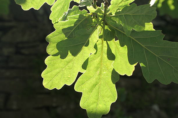 Oak leaves in sunlight stock photo