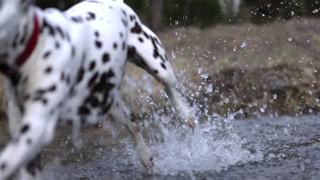 Beautiful dog crossing a river. German pointer and dalmatian going throung water. Slow motion. 4k. Red colar. Spring beautiful nature. Water drops. Brown dog. Freedom.