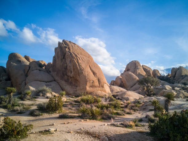 istock landscape with joshua trees in the desert 1476766503