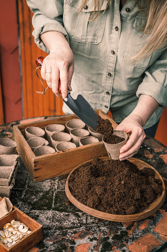 Gardener with shovel putting soil and compost into biodegradable peat pots. Planting and sowing at springtime