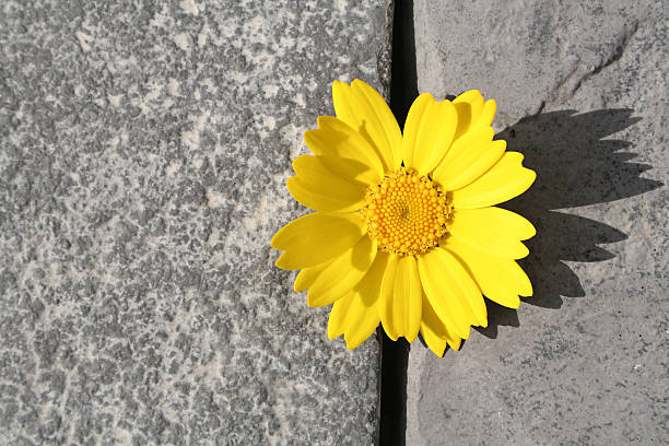 Yellow flower appears in crack between grey stone flags.
