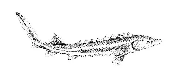 Vector illustration of Sturgeon fish