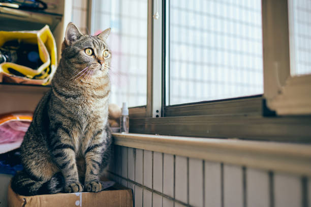 istock A domestic cat sitting by the window and looking out 1476769211