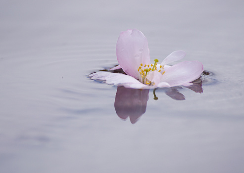 Close-up of pink cherry blossom floating in water