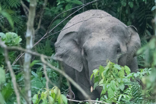 istock a Wild Male Elephant - Stock Photo 1476769672