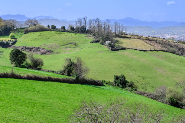 istock mountains, fields, vines with separations of small hedges, in the background a small forest in the background the mountains between the morning mist 1476769721