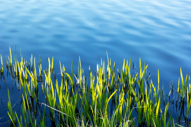istock Young grass grows in the lake on a sunny spring day 1476769827