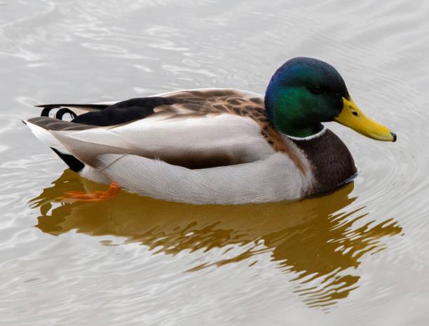 istock male duck swimming on a lake 1476769896