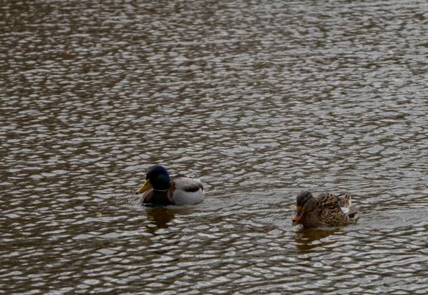 istock duck couple on a lake 1476769898