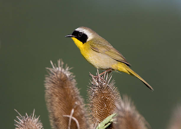 Common Yellowthroat Warbler stock photo