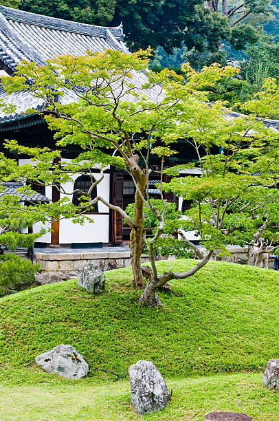 Ácer Japonesa tradicional jardim clássico - foto de acervo