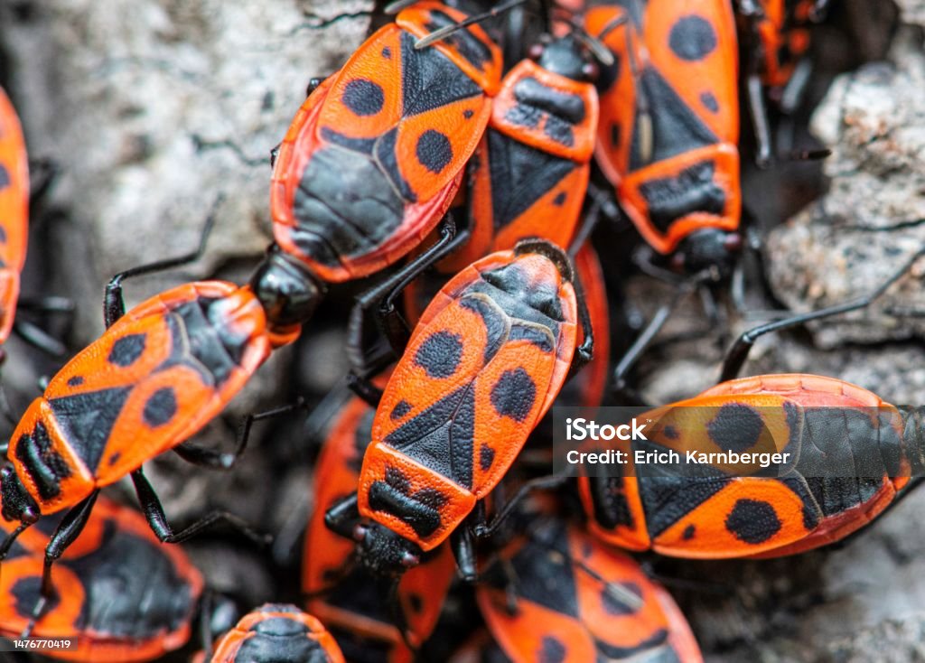 Bugs Fire Pattern Group Of Fire Bugs Stock Photo - Download Image Now - Animal Wildlife ...