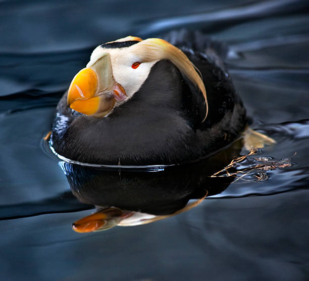 istock Tufted Puffin Swimming and Resting Alaska 147677044