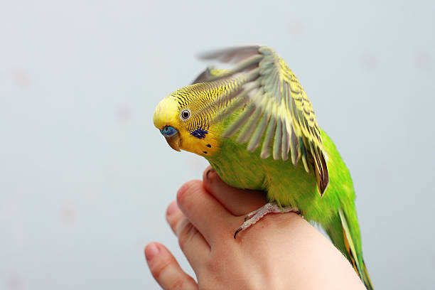 istock green domestic parrot 147677223