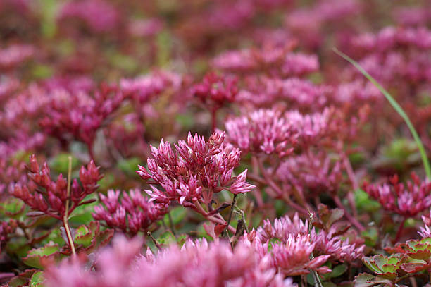 Flower bed stock photo