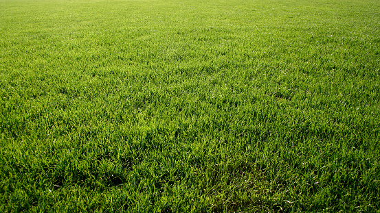 green soccer field in summer sun
